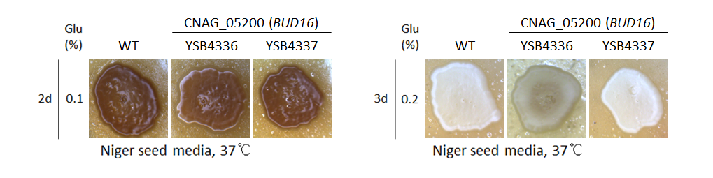 Melanin phenotype for CNAG_05200T0