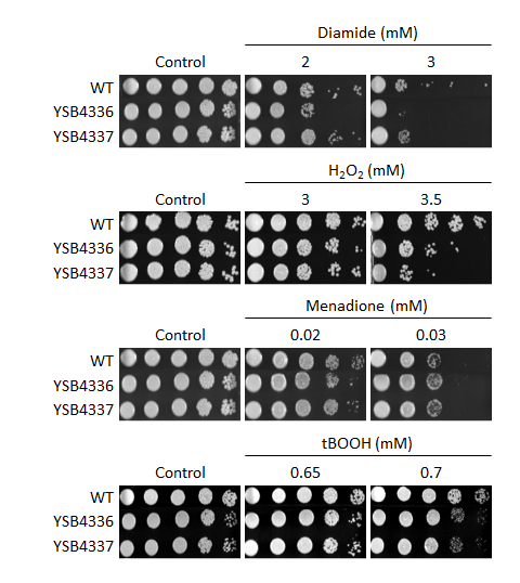 Oxidative stress phenotype for CNAG_05200T0
