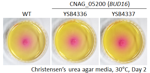 Urease phenotype for CNAG_05200T0