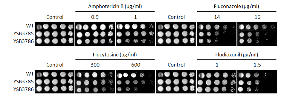 Antifungal drug susceptibility for CNAG_05216T0