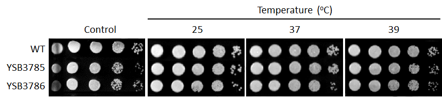 Growth phenotype for CNAG_05216T0