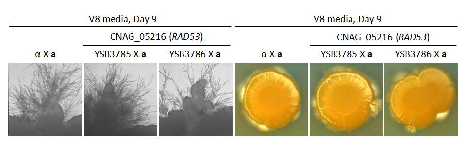 Growth phenotype for CNAG_05216T0