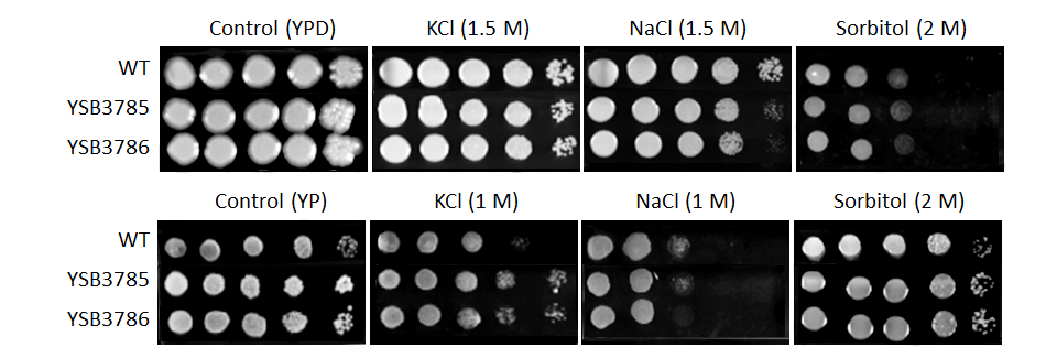 Osmotic stress phenotype for CNAG_05216T0