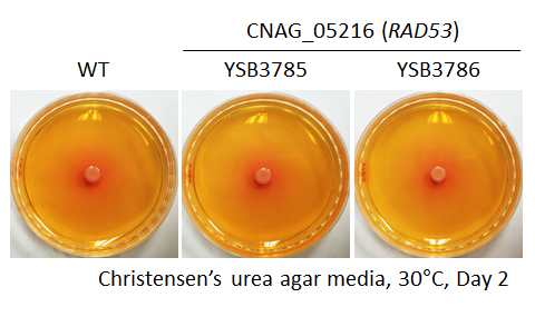 Urease phenotype for CNAG_05216T0