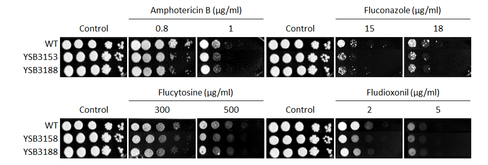 Antifungal drug susceptibility for CNAG_05220T0