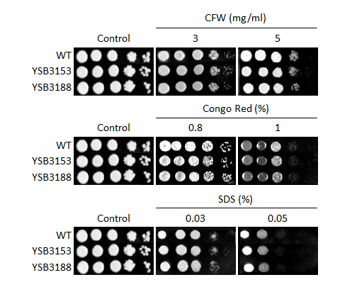 Cell wall stress phenotype for CNAG_05220T0