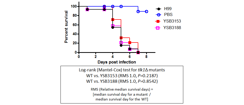 Galleria mellonella virulence data for CNAG_05220T0
