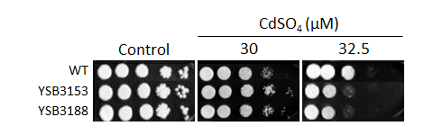 Heavy metal stress phenotype for CNAG_05220T0