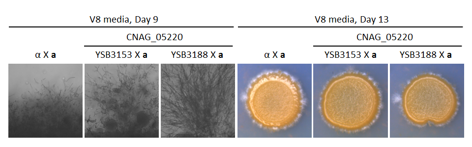Growth phenotype for CNAG_05220T0
