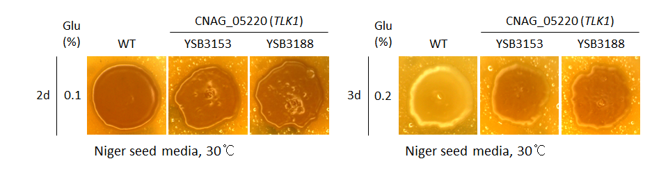 Melanin phenotype for CNAG_05220T0