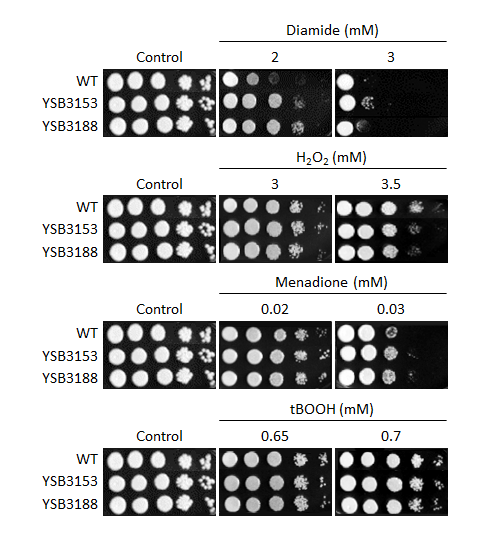 Oxidative stress phenotype for CNAG_05220T0