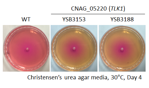 Urease phenotype for CNAG_05220T0