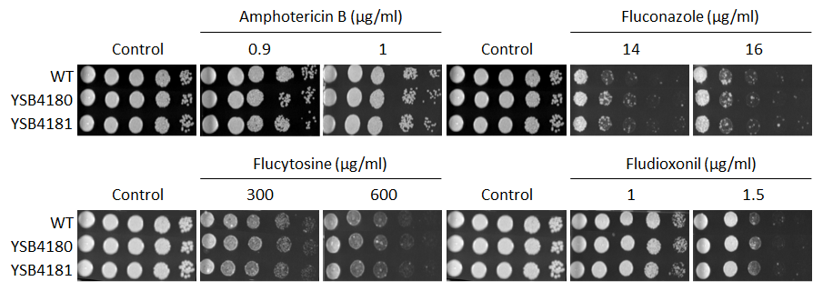 Antifungal drug susceptibility for CNAG_05243T0
