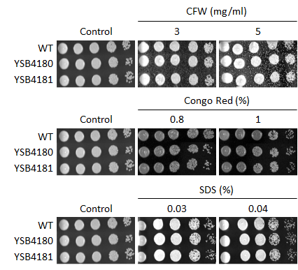 Cell wall stress phenotype for CNAG_05243T0