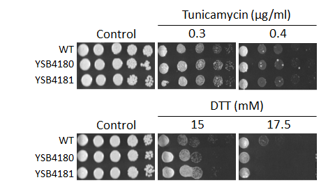 ER stress phenotype for CNAG_05243T0