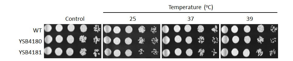 Growth phenotype for CNAG_05243T0