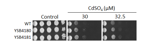 Heavy metal stress phenotype for CNAG_05243T0