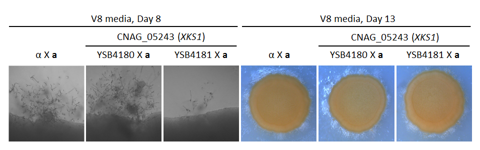 Growth phenotype for CNAG_05243T0