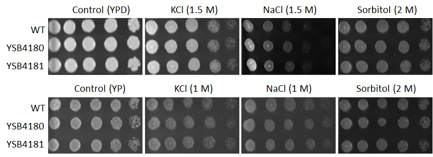 Osmotic stress phenotype for CNAG_05243T0