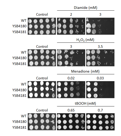 Oxidative stress phenotype for CNAG_05243T0