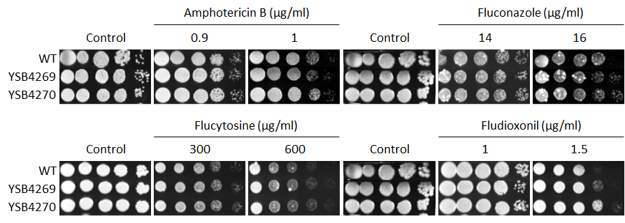 Antifungal drug susceptibility for CNAG_05386T0