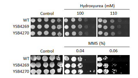 Genotoxic stress phenotype for CNAG_05386T0