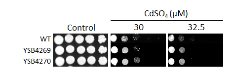 Heavy metal stress phenotype for CNAG_05386T0