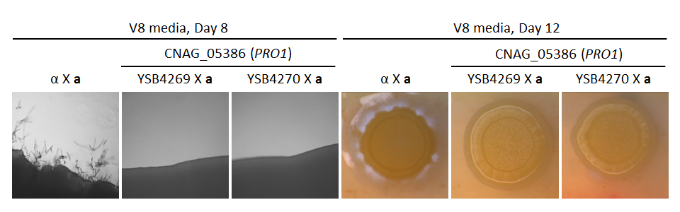 Growth phenotype for CNAG_05386T0