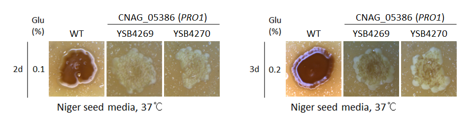 Melanin phenotype for CNAG_05386T0
