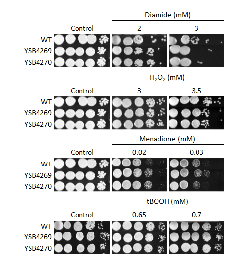 Oxidative stress phenotype for CNAG_05386T0