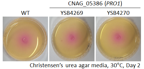 Urease phenotype for CNAG_05386T0