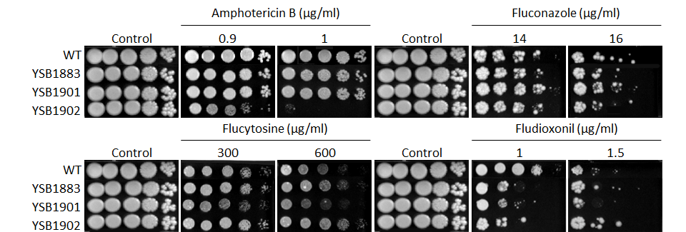 Antifungal drug susceptibility for CNAG_05439T0