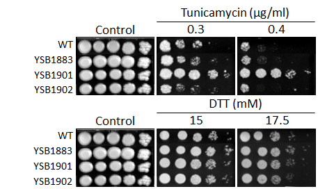 ER stress phenotype for CNAG_05439T0