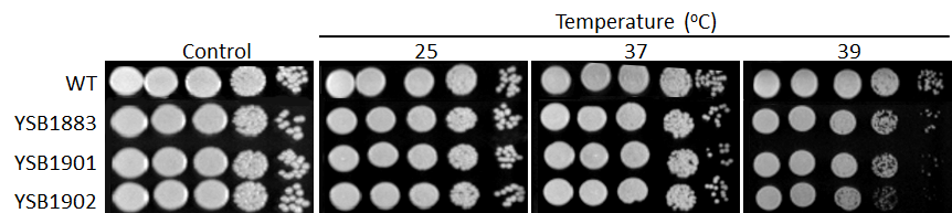 Growth phenotype for CNAG_05439T0