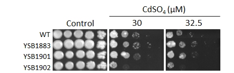 Heavy metal stress phenotype for CNAG_05439T0