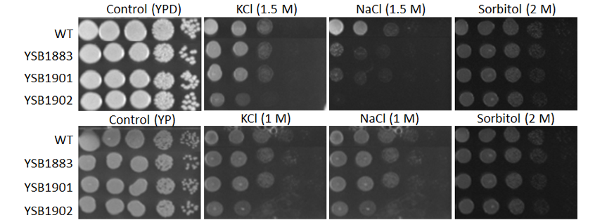 Osmotic stress phenotype for CNAG_05439T0