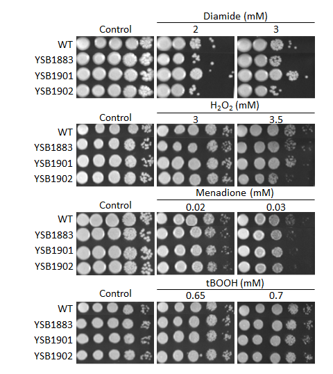 Oxidative stress phenotype for CNAG_05439T0