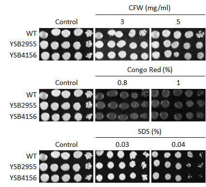 Cell wall stress phenotype for CNAG_05558T0