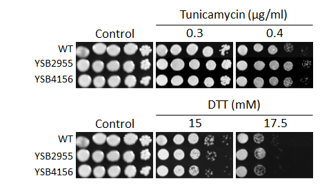 ER stress phenotype for CNAG_05558T0