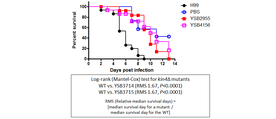 Galleria mellonella virulence data for CNAG_05558T0