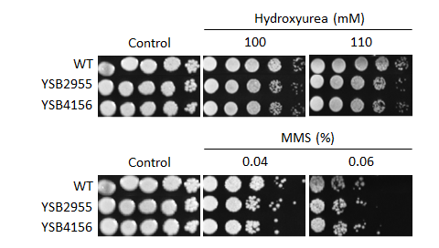 Genotoxic stress phenotype for CNAG_05558T0