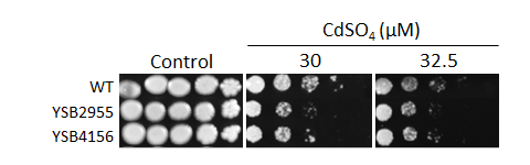 Heavy metal stress phenotype for CNAG_05558T0