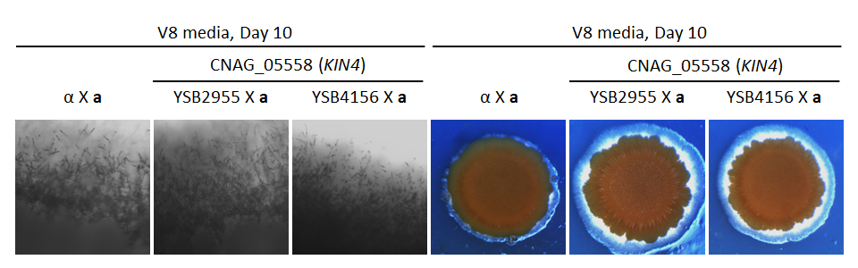 Growth phenotype for CNAG_05558T0
