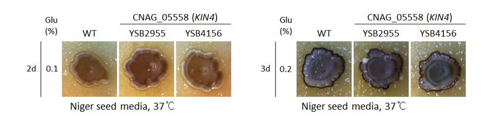 Melanin phenotype for CNAG_05558T0