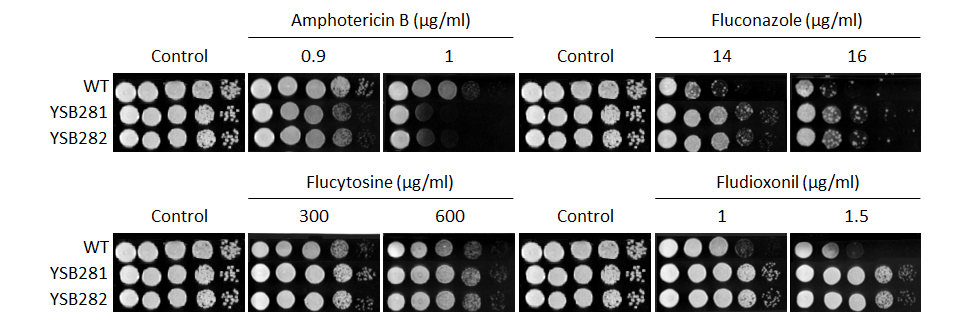 Antifungal drug susceptibility for CNAG_05590T0