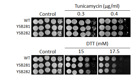 ER stress phenotype for CNAG_05590T0