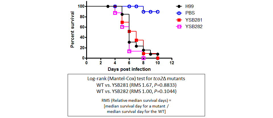 Galleria mellonella virulence data for CNAG_05590T0