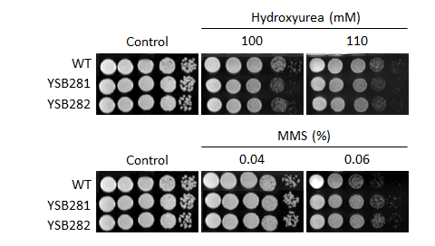 Genotoxic stress phenotype for CNAG_05590T0