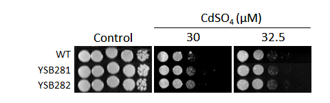 Heavy metal stress phenotype for CNAG_05590T0