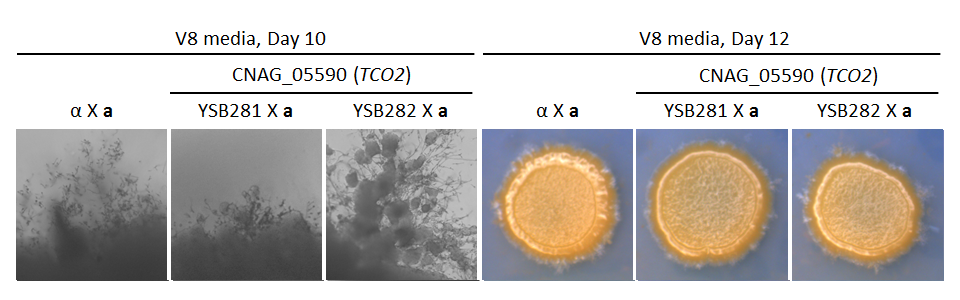 Growth phenotype for CNAG_05590T0